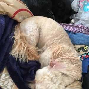 Meet your Posher, William